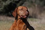 VIZSLA poil court 077